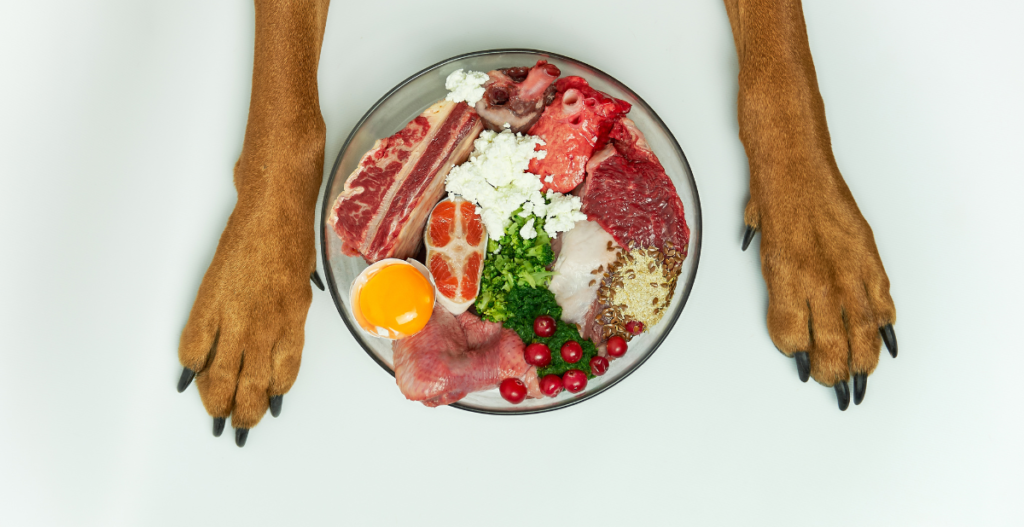 Plato de comida para perros y gatos
