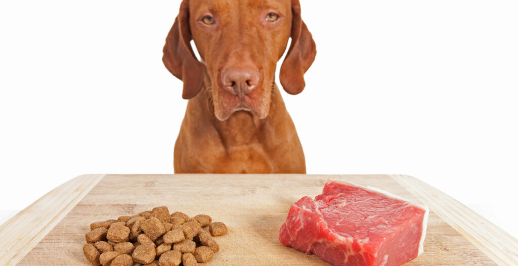 consejos para enriquecer el pienso de tu perro con alimentos naturales
