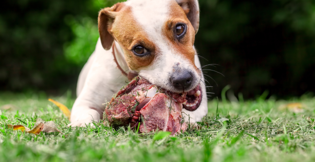 ¿Los perros pueden comer huesos?